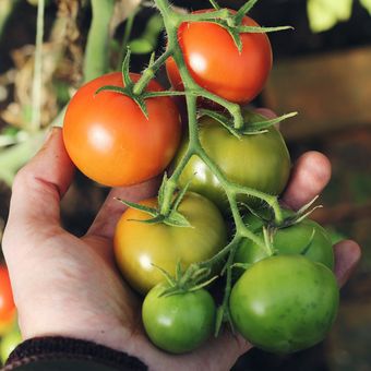 Ilustrasi tomat, menanam tomat. 