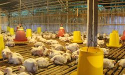Harga Ayam Ditingkat Peternak Mulai Naik, Masyarakat Tak Perlu Panik