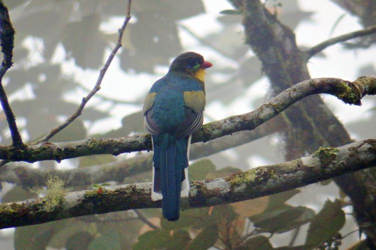 Burung Langka Luntur Gunung Ditemukan Di Lereng Gunung Slamet Halaman All Kompas Com