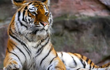 Harimau