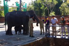 KLHK: Konflik Gajah dan Manusia karena Hutan Beralih Fungsi