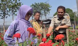 Genjot Ekspor Tanaman Hias, Kementan Permudah Izin Ekspor