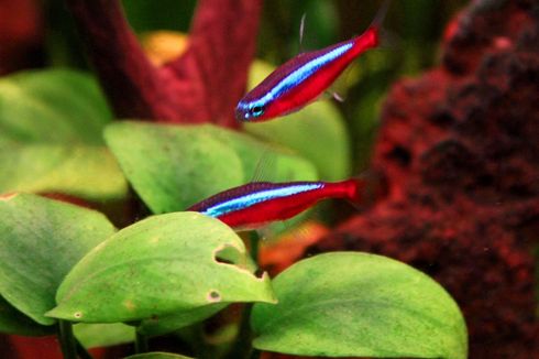 Mengenal Ikan Cardinal Tetra, Habitat Asal hingga Ciri Fisiknya