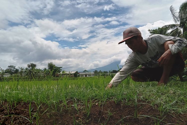 Seorang petani di Kabupaten Cianjur, Jawa Barat tengah memeriksa kondisi sawahnya yang baru ditanami padi, Senin (4/3/2024) petang.