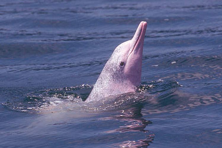 Lumba-lumba putih China, juga dikenal lumba-lumba pink China di perairan Hong Kong.