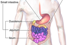Mekanisme Pencernaan yang Terjadi di Jejunum