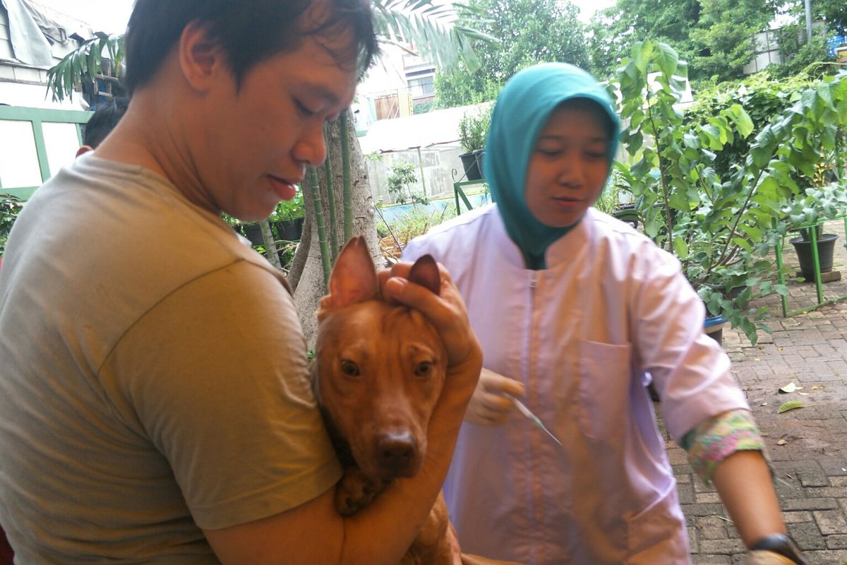 Pemeriksaan hewan di Dinas KPKP, Jalan Gunung Hari, Jakarta Pusat, Jumat (10/1/2020).