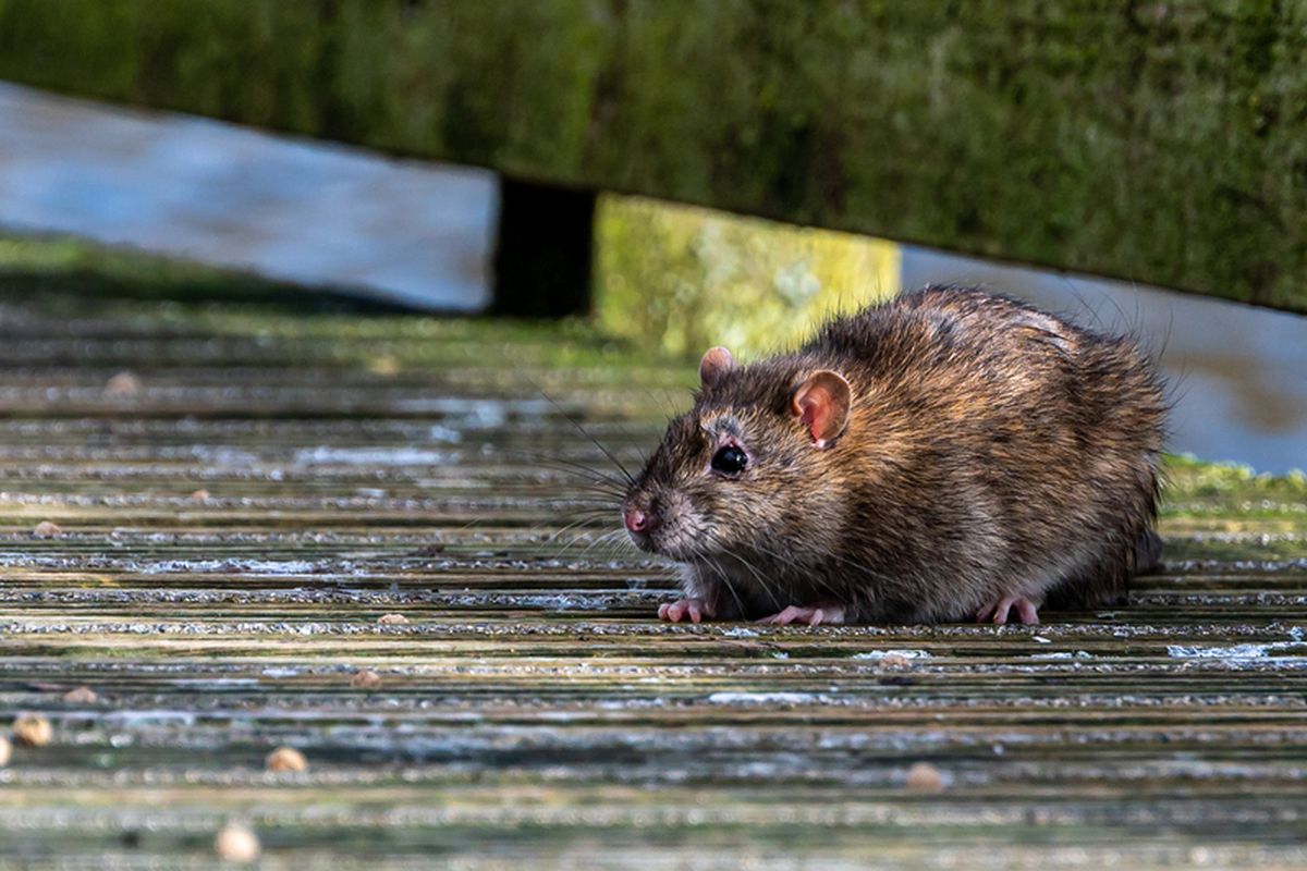 Tikus adalah salah satu hewan yang dapat menularkan penyakit Leptospirosis. Leptospirosis adalah penyakit zoonosis yang disebabkan oleh bakteri berbentuk spiral dari genus Leptospira yang patogen. 
