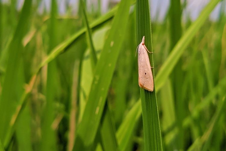 Ilustrasi hama penggerek batang padi kuning (Scirpophaga incertulas). 