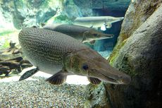 Mengenal Alligator Gar, 'Ikan Bajak Lauk' dengan Gigi Setajam Silet