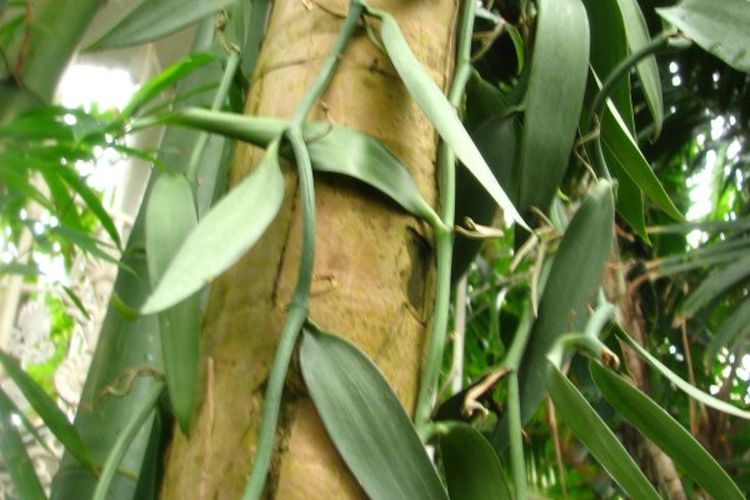 Ilustrasi tanaman vanili, menanam vanili, budidaya vanili. 