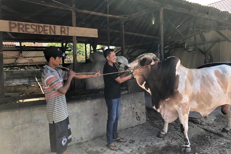 Sapi jenis Ongole yang disumbangkan Presideb Joko Widodo untuk perayaan Idul Adha di Palembang, Sumatera Selatan, Rabu (24/7/2019).