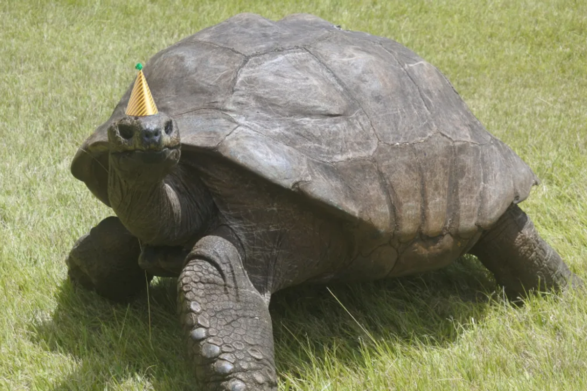 Kura-kura tertua di dunia Jonathan merayakan ulang tahun ke-190