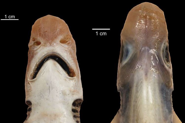 Penampakan hiu tanpa kulit dan gigi (ompong) yang ditemukan di perairan Sardinia, Italia.