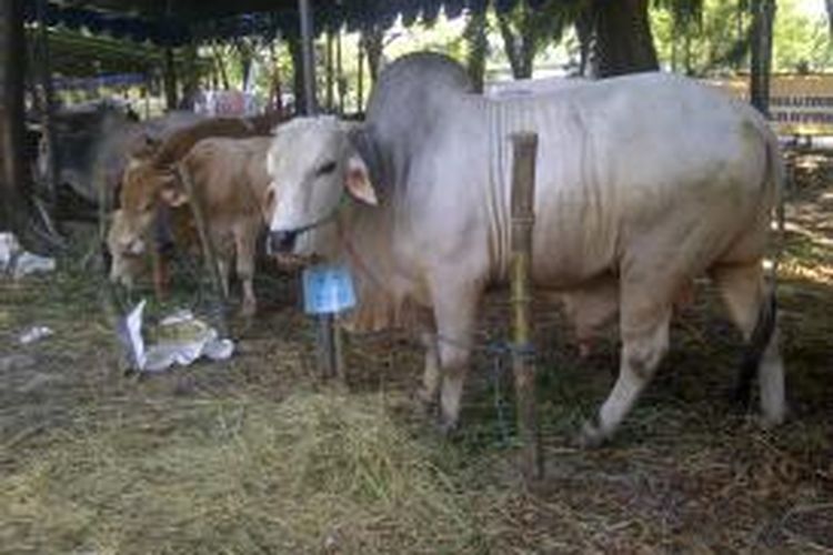 Sapi PO seberat 752 kilogram dijual di bazar hewan kurban di Dinas Peternakan Jatim.