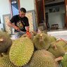 Curah Hujan Tinggi, Panen Durian di Madiun Anjlok