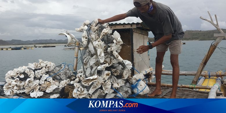 Kiara Minta Menteri Pengganti Edhy Prabowo Cabut Aturan Ekspor Benih Lobster