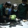 Proyektil Peluru Ditemukan di Paha Seekor Lutung Jawa Hasil Penyerahan Warga