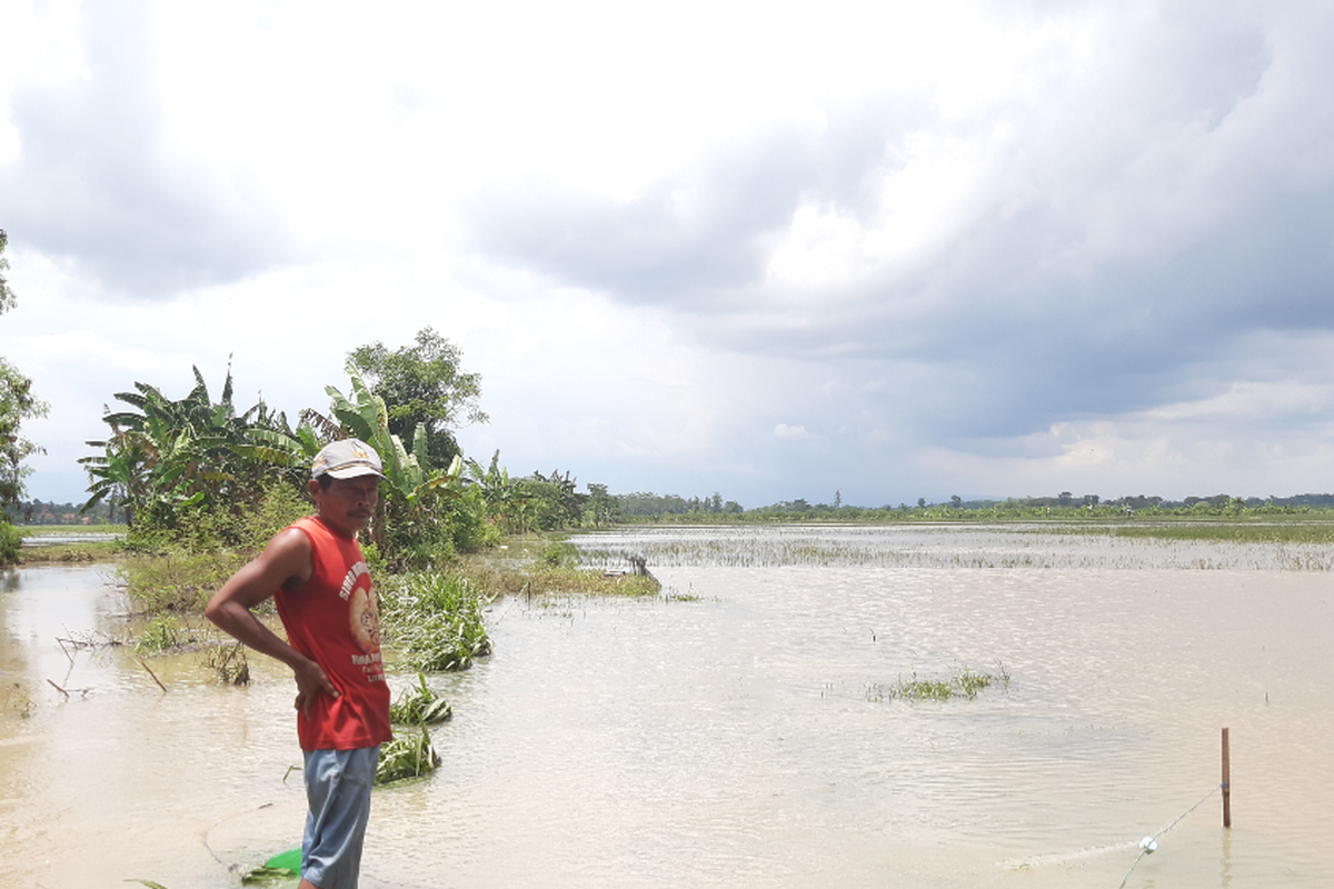 Tukidi sedang merapati kondisi sawahnya yang terendam banjir di Desa Sidorejo, Kecamatan Rowokangkung, Kabupaten Lumajang, Rabu (16/3/2022)