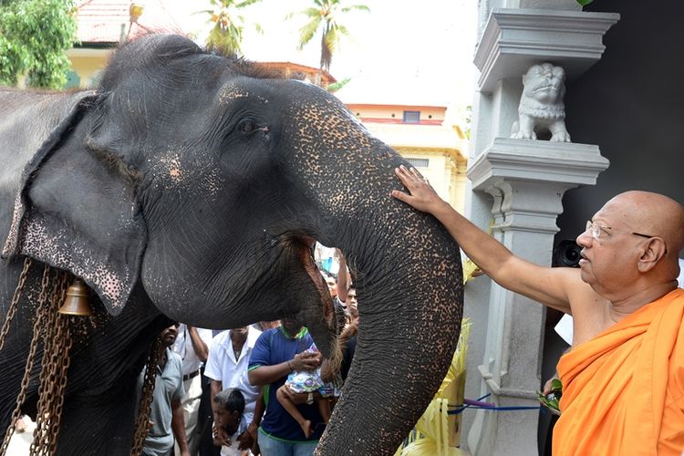 Seorang biksu Budha di Sri Lanka bersama seekor gajah yang dipelihara di kuil di Bellanvila, wilayah pinggiran ibu kota Colombo. Gajah termasuk hewan yang dianggap suci oleh umat Budha di Sri Lanka.