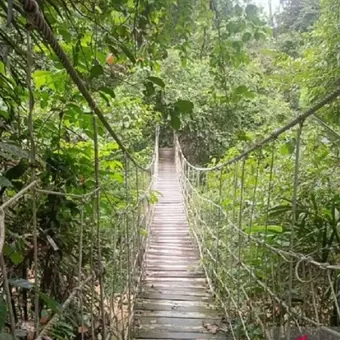 Hutan di Taman Nasional Kutai, Kalimantan Timur.
