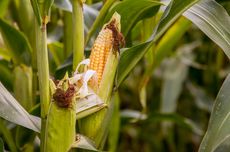 800 Hektar Lahan Jagung di Gunungkidul Diserang Ulat Grayak