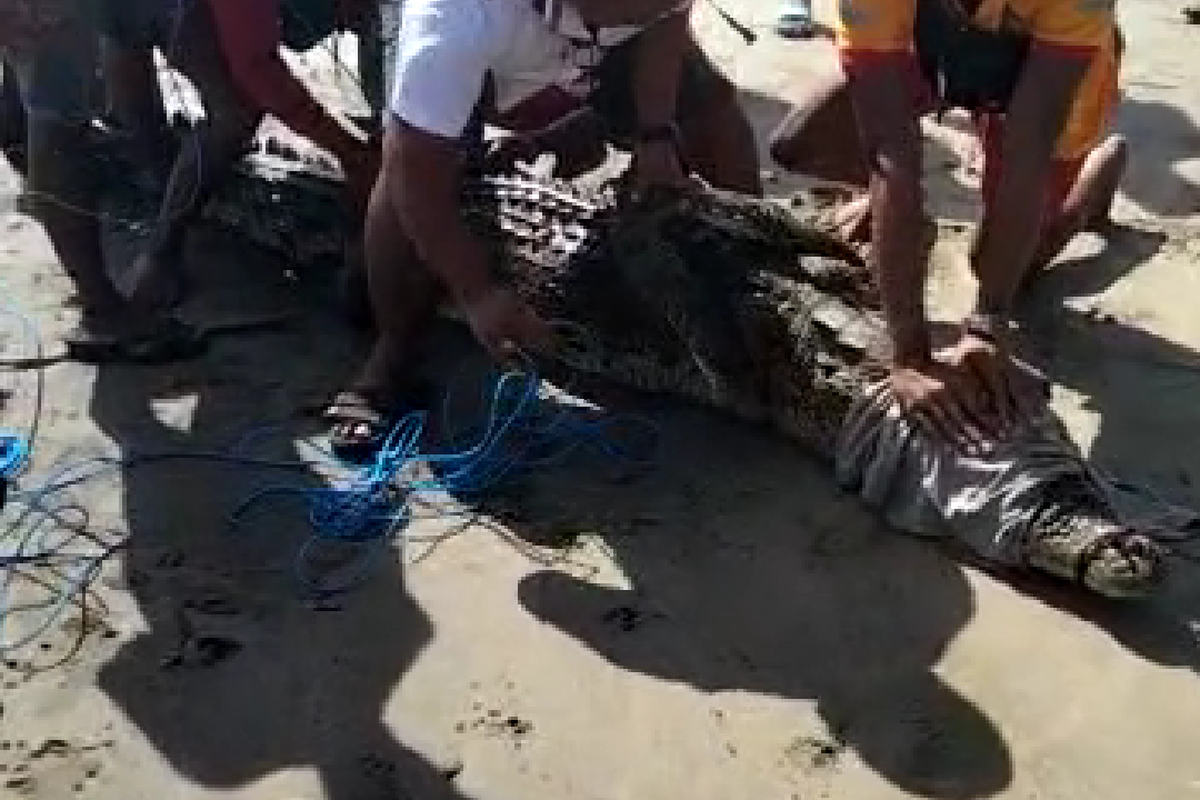 Tangkapan layar video warga menangkap buaya di Pantai Legian, Kabupaten Badung, Provinsi Bali.