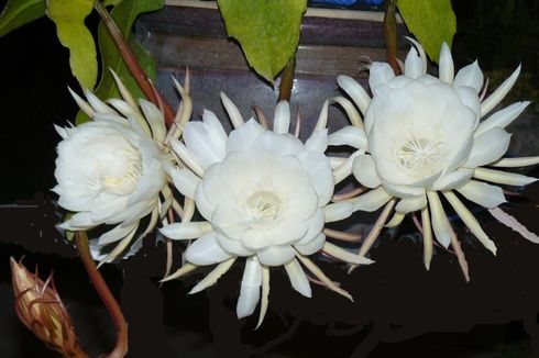 4 Jenis Bunga Wijaya Kusuma dari Spesies Berbeda, Cantik dan Eksotis