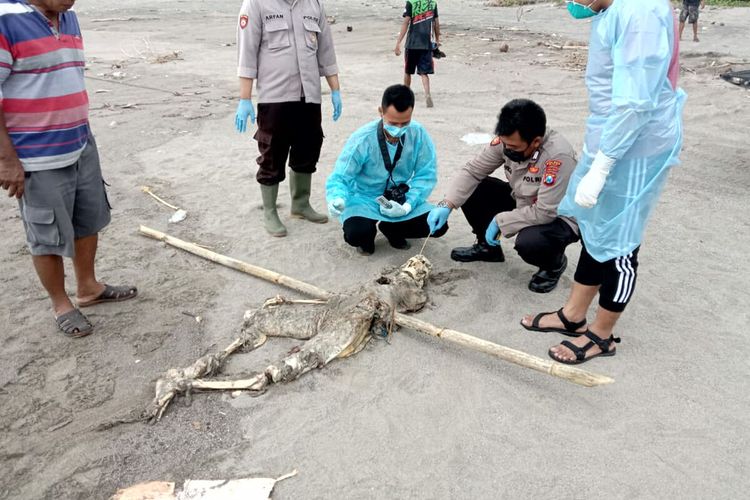 Polisi mengevakuasi mayat tinggal tulang belulang di Pantai Jolosutro, Desa Ringinrejo, Kecamatan Wates, Kabupaten Blitar, Kamis (18/11/2021)