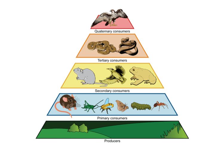 Rantai Makanan: Tingkat Trofik dan Jenisnya