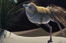 Dinosaurus Kecil Seukuran Ayam Ini Punya Penglihatan Sangat Tajam