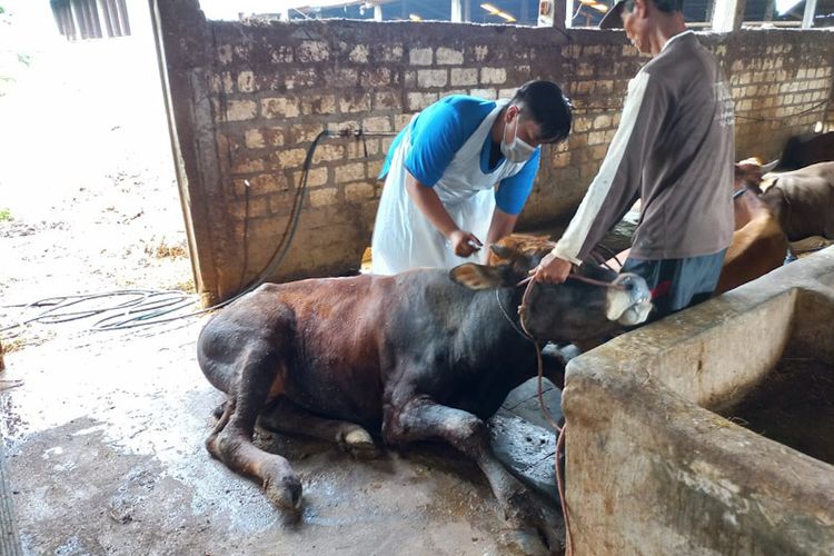 Petugas saat melakukan giat pengendalian sapi terjangkit Penyakit Mulut dan Kuku (PMK) di Lamongan, Jawa Timur.