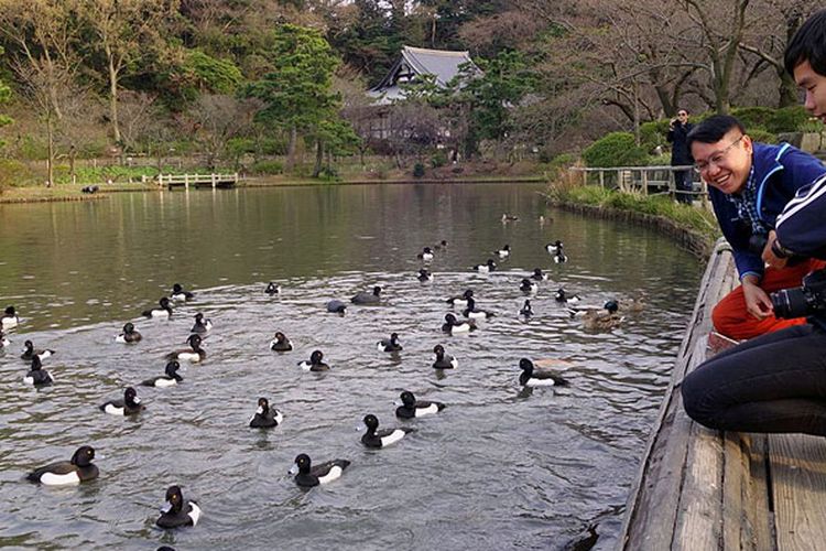 Kolam luas dengan bebek-bebek menjadi pemandangan khas di Sankeien Garden, Yokohama, Jepang. Di taman ini, pengunjung bisa mengikuti upacara minum teh tradisional Jepang dan menikmati bangunan cagar budaya serta tamannya yang cantik.