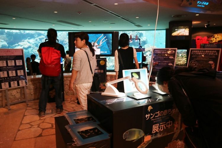 Wisatawan melihat jenis-jenis binatang yang ada di laut sekitar Okinawa, lewat aquascape yang ada di Akuarium Churami Okinawa, Okinawa, Jepang, Sabtu (30/6/2018). Aquarium ini merupakan yang terbesar di Jepang, berada di Kota Kunigami, Okinawa.