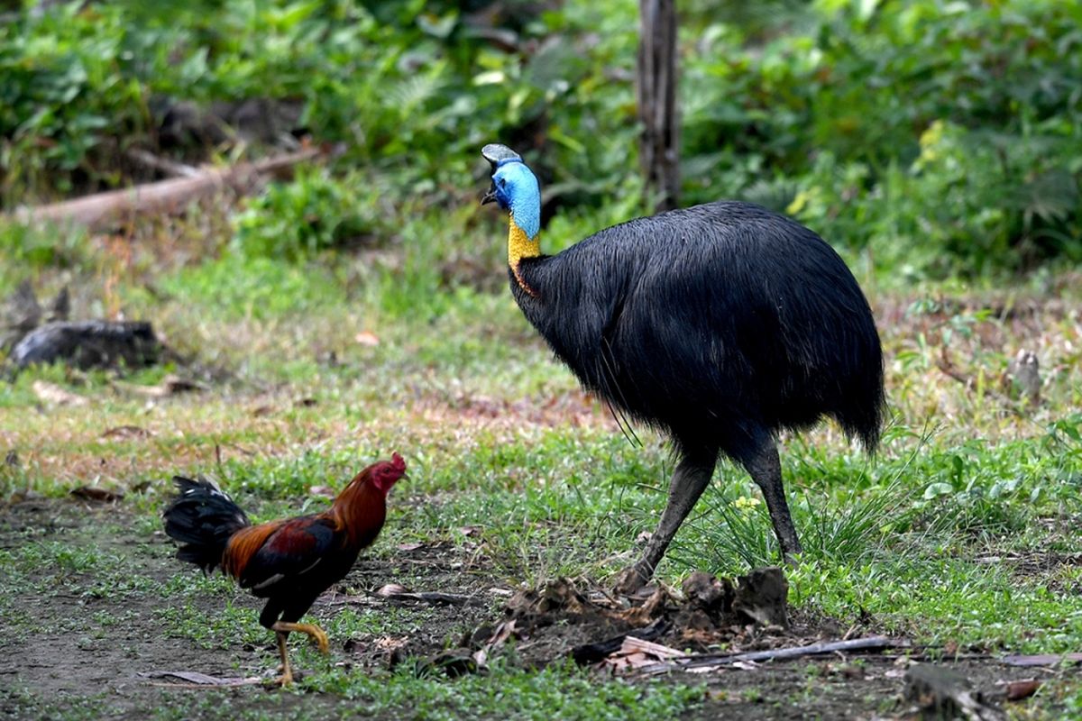 Seekor burung kasuari terlihat di Desa Malagufuk, Sorong, Papua, Rabu (23/8/2017). Papua adalah rumah bagi sepertiga hutan hujan yang tersisa di Indonesia, namun perburuan dan penggundulan hutan yang merajalela telah menghancurkan populasi burung di banyak hutan di Papua.