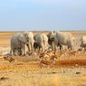 170 Gajah Hidup Dijual Namibia Setelah Dilanda Kekeringan dan Konflik dengan Manusia