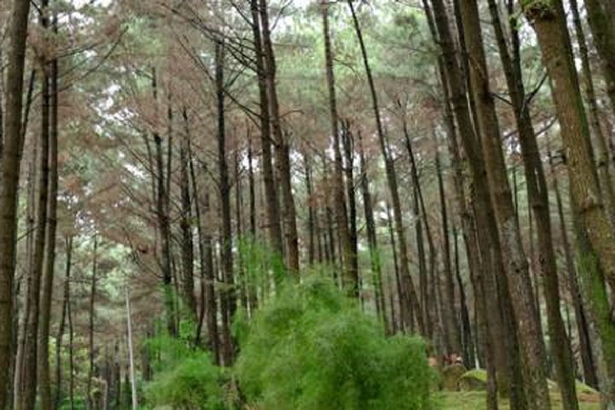 Suasana hutan pinus Gunung Pancar, Babakan Madang, Kabupaten Bogor, Rabu (13/4/2016). Di kawasan wisata alam Gunung Pancar, pengunjung bisa menikmati pemandangan hutan dan pemandian air panas.