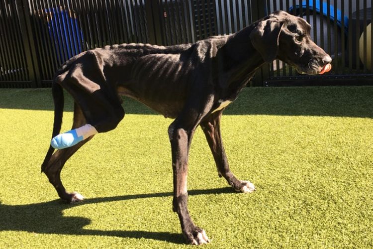 Luke, seekor anjing jenis Great Dane yang dibiarkan kelaparan dan diikat tanpa makanan atau minuman oleh pemiliknya di Amerika Serikat. (Noahs Arks Rescue)