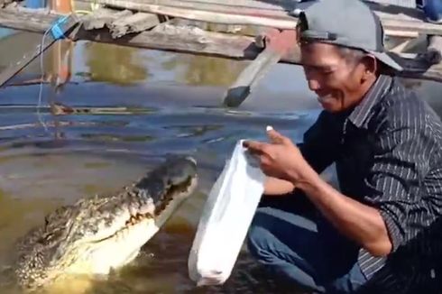 Kisah Pak Ambo Puluhan Tahun Pelihara Seekor Buaya, Dianggap Anak dan Diberi Nama Riska