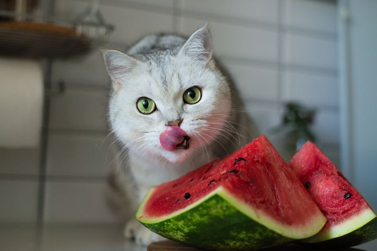 Ilustrasi kucing memakan semangka.
