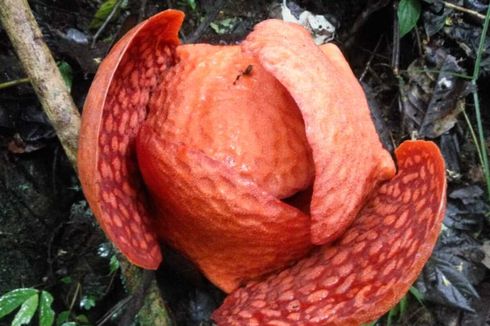 Bunga Rafflesia Terbesar di Dunia Akan Mekar di Agam, Tepat 1 Januari 2020