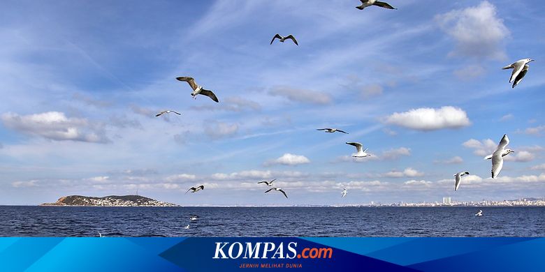 Ilmuwan Sebut Kotoran Burung Laut Bisa Bernilai Jutaan Dollar, Kok Bisa?