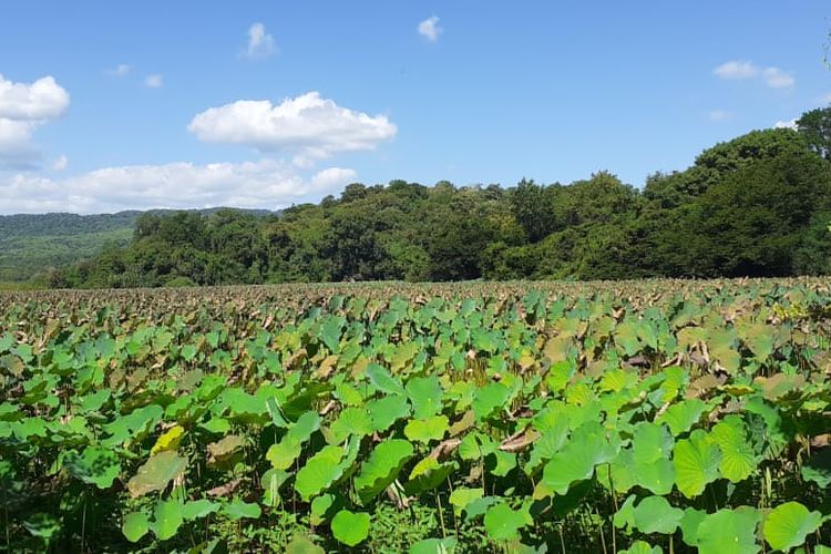 Hamparan bunga teratai di Danau Teratai atau Rana Tonjong, Manggarai Timur, salah satu destinasi yang dapat ditemui di sepanjang jalur Trans Flores, Nusa Tenggara Timur (NTT).