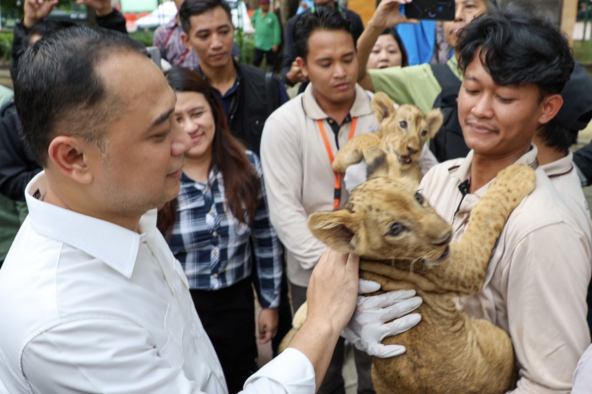 Wali Kota Surabaya, Eri Cahyadi saat melihat bayi singa baru lahir di KBS, Jumat (8/8/2025).