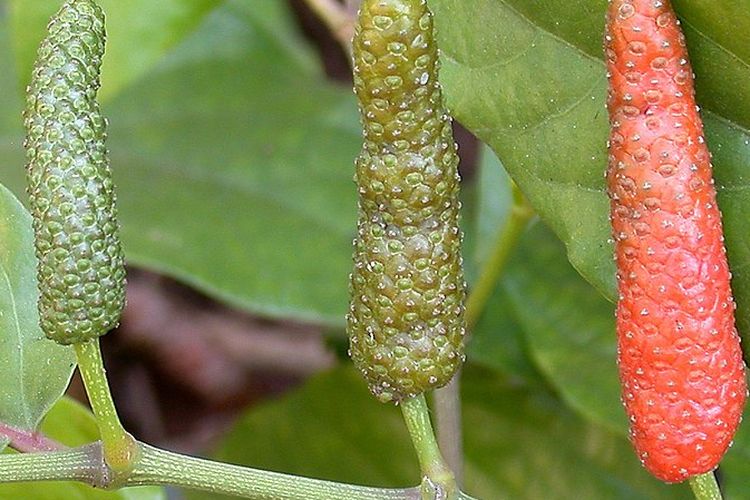 Ilustrasi cabai jawa, tanaman cabai jawa.