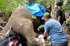 Terseret Arus Sungai, Gajah Seberat 2,5 Ton di Bali Zoo Ditemukan Mati