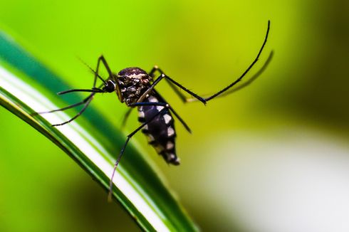 4 Cara Mudah Mengusir Nyamuk dari Halaman Rumah