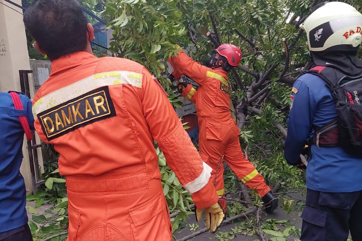 Angin kencang yang melanda Jakarta membuat sebuah pohon tumbang di Jalan Gang Buaya RT 01/05 Karet Tengsin, Tanah Abang, Jakarta Pusat, Selasa (23/11/2021) sore.