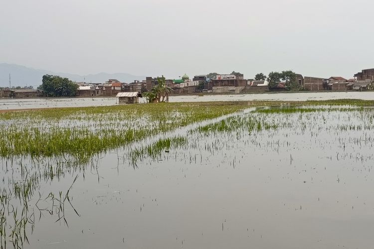 Sawah 500 Hektar di Tegalluar Gagal Panen akibat Banjir, Kades: 85 Persen Lahan Pertanian Terendam