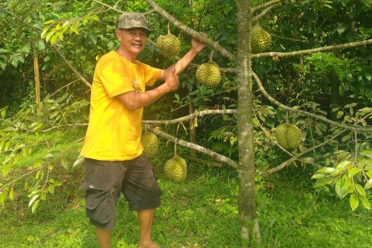 Sarno di kebun durian bhineka bawor di Desa Alasmalang, Kecamatan Kemranjen, Kabupaten Banyumas, Jawa Tengah.